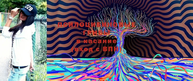 blacksprut зеркало  Клинцы  Галлюциногенные грибы MAGIC MUSHROOMS  как найти наркотики 